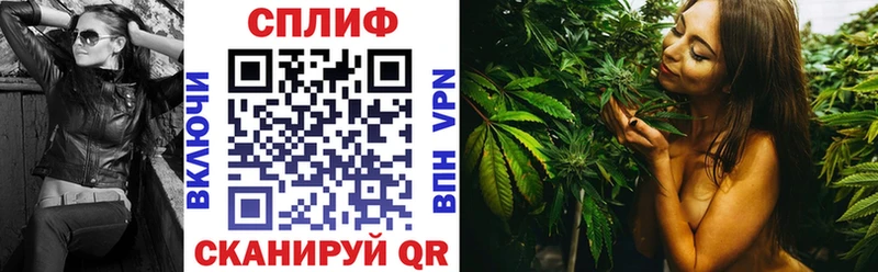 Канабис сатива Верея